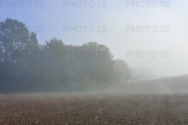 Fog stretches across a field near a forest, Mönchberg, Miltenberg, Spessart, Bavaria, Germany