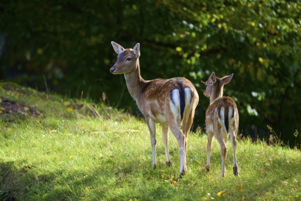 Fallow deer (Dama dama), an adult and a fawn, standing in a sunny meadow, Germany