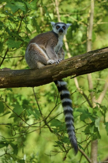 A catta (Lemur catta), sitting on a branch surrounded by green foliage, France