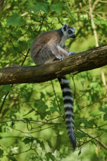 A sitting catta (Lemur catta), on a branch in front of a green leafy backdrop, France