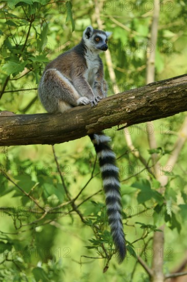 A catta (Lemur catta), resting on a branch in the dense greenery, France