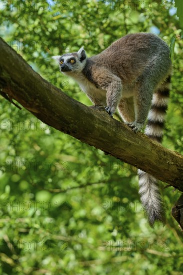 A catta (Lemur catta), climbing on a branch and looking alert, France