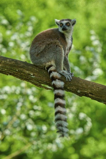 A catta (Lemur catta), sits quietly on a branch and observes the surroundings, France