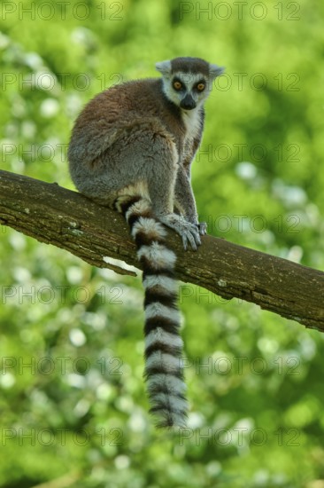A catta (Lemur catta), sitting thoughtfully on a branch in front of a green background, France