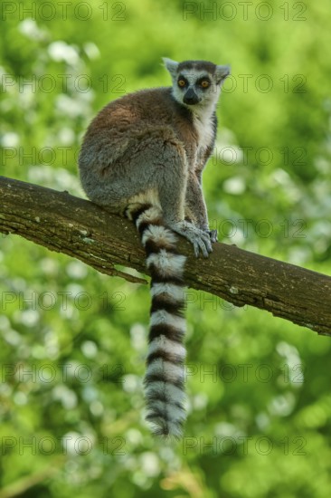 An attentive catta (Lemur catta), sitting on a branch against a green backdrop, France