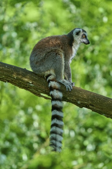 A catta (Lemur catta), sitting calmly on a branch in front of a green background, France