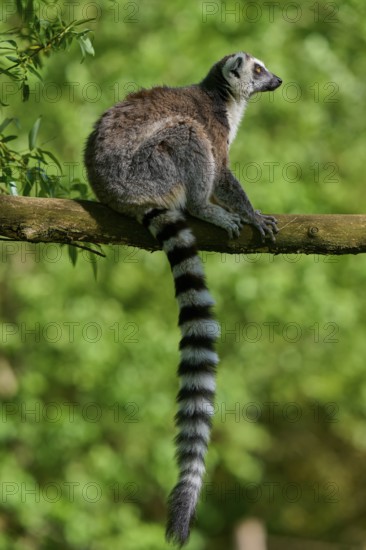 A sitting catta (Lemur catta), on a branch in front of a green background, France