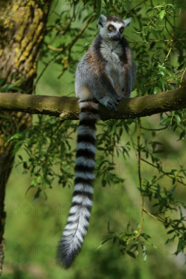 A catta (Lemur catta), sitting attentively on a branch, surrounded by green vegetation, France