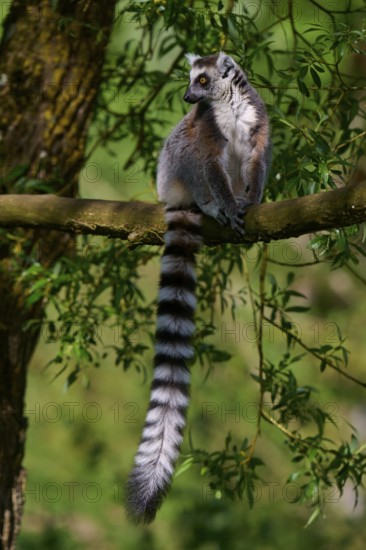 A curious catta (Lemur catta), sitting on a branch amidst green foliage, France