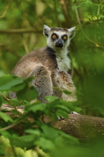 A curious catta (Lemur catta), shows an interested expression in the forest, France