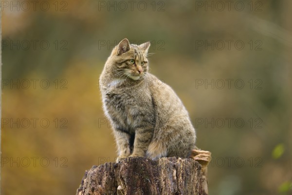 European wildcat (Felis silvestris), sitting attentively on a tree stump against an autumnal background, Germany