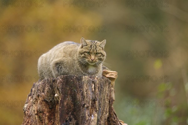 European wildcat (Felis silvestris), crouching on a tree stump in an autumnal setting, Germany