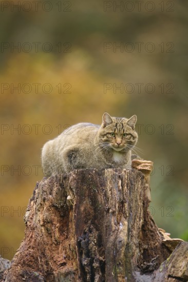 European wildcat (Felis silvestris), lying on tree stump, surrounded by autumn landscape, Germany
