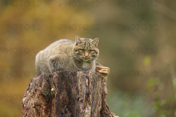 European wildcat (Felis silvestris), sitting on a tree stump in front of autumn colours, Germany