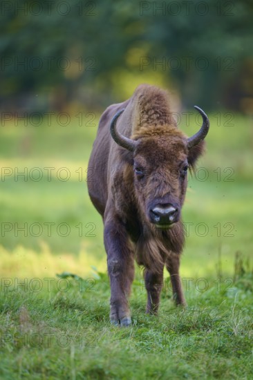 A bison (Bison bonasus), standing on a green meadow and looking into the camera, Germany