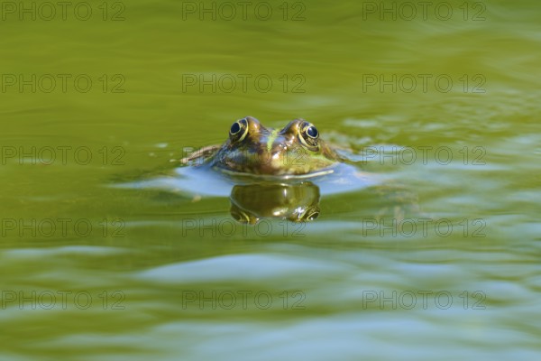 Grass frog (Rana temporaria), looking out of the pond water, with a clear reflection, France