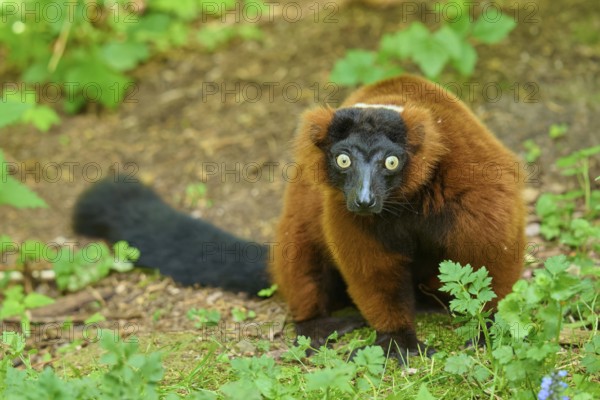 Red ruffed lemur (Varecia rubra), with striking fur sits attentively on the forest floor, France
