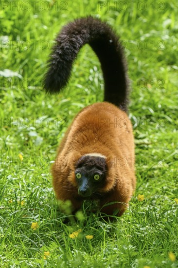 Red ruffed lemur (Varecia rubra), moving through the green grass with tail raised high, France