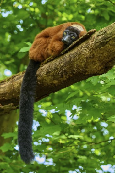 Red ruffed lemur (Varecia rubra), lying quietly with a long tail on a tree trunk, France