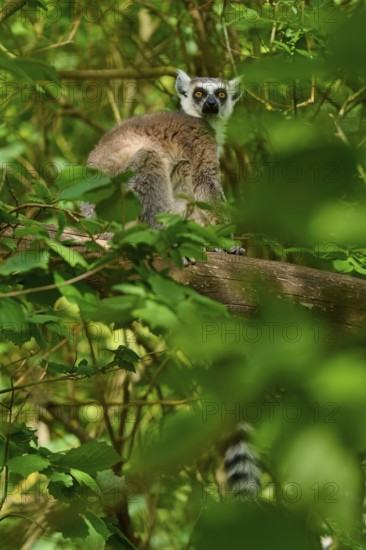Catta (Lemur catta), resting on a tree surrounded by green leaves, France