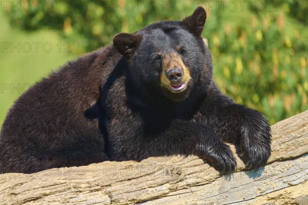 American Black Bear (Ursus americanus), lying on a log, France