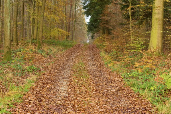 Quiet forest path covered with autumn leaves in a dense forest, Hornbach, Walldürn, Odenwald, Neckar-Odenwald Kreis, Baden-Württemberg, Germany