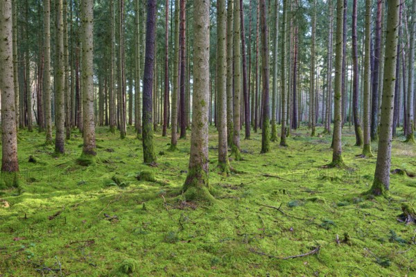 Dense, quiet coniferous forest, moss-covered ground in bright green, beech trees, Odenwald, Neckar-Odenwald district, Baden-Württemberg, Germany