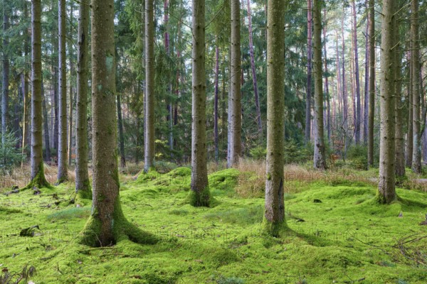 Green forest with moss-covered ground, sunbeams tickle between the trees, beech trees, Odenwald, Neckar-Odenwald district, Baden-Württemberg, Germany