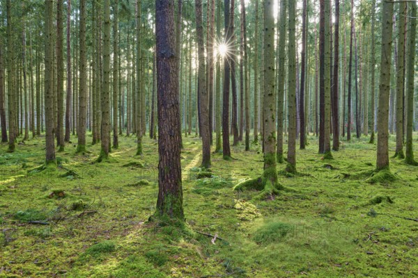 Sunbeams flood the green, moss-covered ground of a quiet coniferous forest, Buchen, Odenwald, Neckar-Odenwald district, Baden-Württemberg, Germany