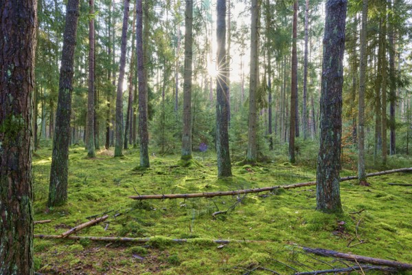 Sunlight streaming through tall trees in a moss-covered forest, Buchen, Odenwald, Neckar-Odenwald district, Baden-Württemberg, Germany