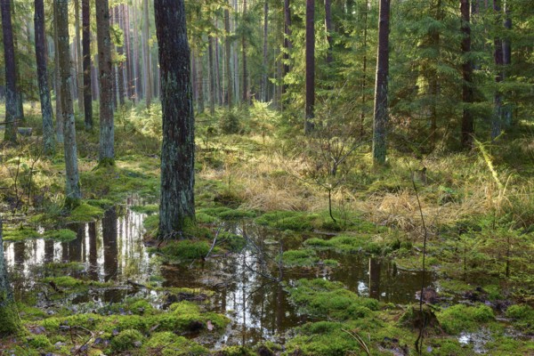 Wooded area with a water surface and lush greenery, Buchen, Odenwald, Neckar-Odenwald district, Baden-Württemberg, Germany