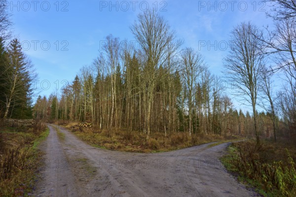 A fork in the road in an autumnal forest under a clear blue sky, Odenwald, Neckar-Odenwald district, Baden-Württemberg, Germany