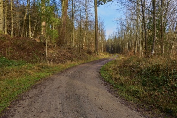 A narrow forest path leads through bare, wintry trees, Odenwald, Neckar-Odenwald district, Baden-Württemberg, Germany
