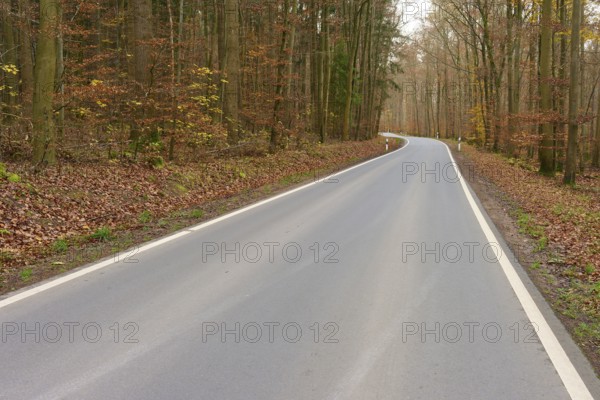Asphalted road through autumnal forest, lined with trees, quiet atmosphere, Buchen, Odenwald, Neckar-Odenwald Kreis, Baden-Württemberg, Germany