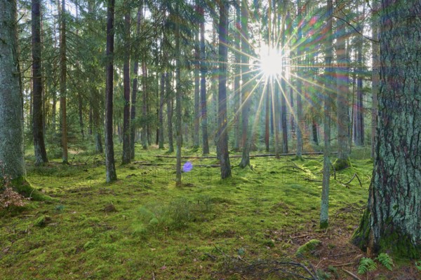 Forest, quiet and moss-covered, shining with trees and sunlight, beech trees, Odenwald, Neckar-Odenwald district, Baden-Württemberg, Germany