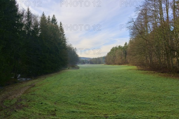 A wide green meadow stretches out in front of a quiet forest under a clear blue sky, Odenwald, Neckar-Odenwald Kreis, Baden-Württemberg, Germany