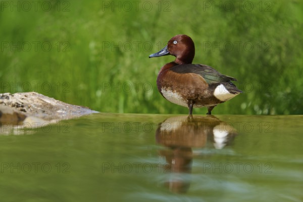 Ferruginous Duck (Aythya nyroca), standing alone at the water's edge, reflecting in the calm water, France