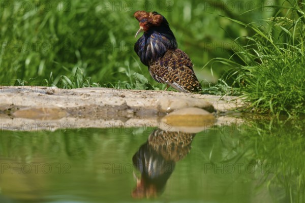 Ruff (Philomachus pugnax), with erect plumage sitting on the bank, reflected in the water, France