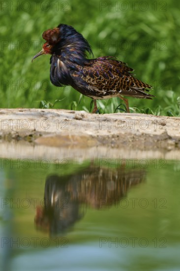 Ruff (Philomachus pugnax), standing on rocks on the shore, reflection visible in the water, France