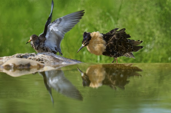 Ruff (Philomachus pugnax), male and female during breeding season, visible on the water with reflections, France