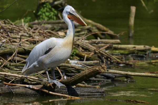 Dalmatian pelican (Pelecanus crispus), resting on the bank of a body of water, surrounded by branches and natural surroundings, France
