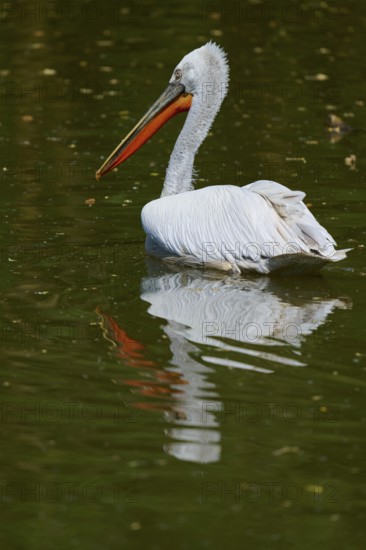 Dalmatian pelican (Pelecanus crispus), resting on a body of water, the clear water reflects its silhouette, France