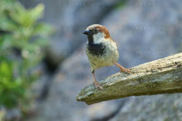 House sparrow (Passer domesticus), on a branch, looking attentively at the surroundings, surrounded by light, France