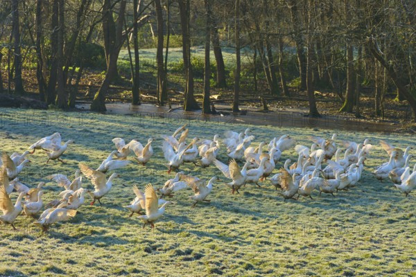 Live geese gather on a frosty morning meadow near a river, Kirchzell, Amorbach, Odenwald, Bavaria, Germany
