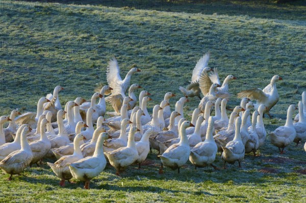 Geese with spread wings, surrounded by a larger group in the meadow, Kirchzell, Amorbach, Odenwald, Bavaria, Germany