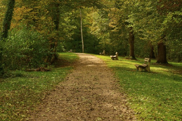 Wooded path with autumn foliage and benches surrounded by dense trees, Amorbach, Odenwald, Bavaria, Germany