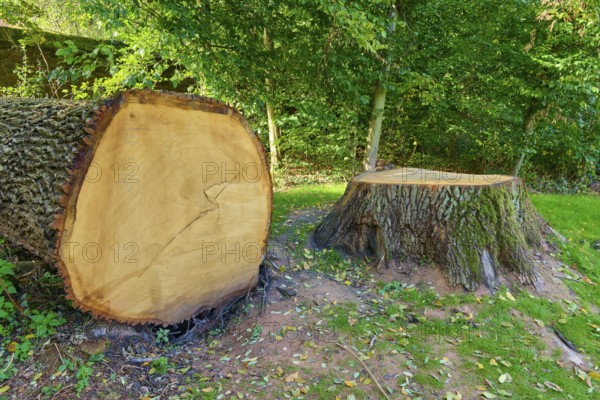 Felled oak tree with stump and visible annual rings, surrounded by dense trees, Amorbach, Odenwald, Bavaria, Germany