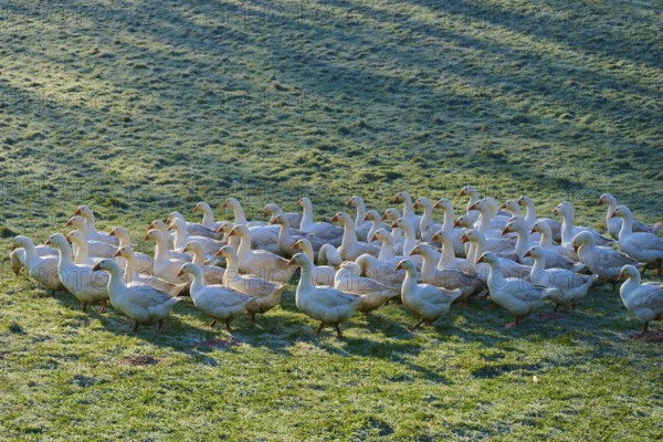 Geese move calmly across a meadow interspersed with light and shadow, Kirchzell, Amorbach, Odenwald, Bavaria, Germany