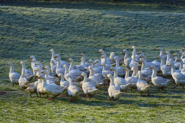 Flock of geese crossing a dewy meadow at dawn, Kirchzell, Amorbach, Odenwald, Bavaria, Germany