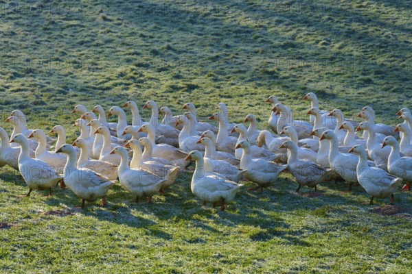 Geese standing close together and enjoying the cool morning light, Kirchzell, Amorbach, Odenwald, Bavaria, Germany